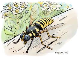 Attēlu rezultāti vaicājumam “Temnostoma vespiforme”