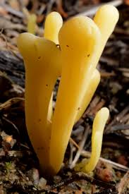 Attēlu rezultāti vaicājumam “Clavaria sphagnicola”