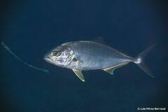 Image result for Seriola dumerili