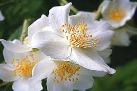 Attēlu rezultāti vaicājumam “Philadelphus coronarius flower”