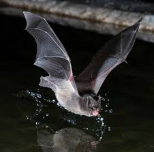 Attēlu rezultāti vaicājumam “Barbastella barbastellus”