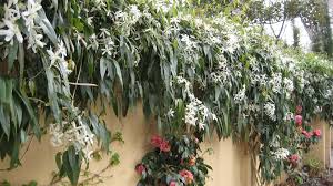 Attēlu rezultāti vaicājumam “Clematis leaf”