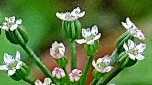 Attēlu rezultāti vaicājumam “Carum carvi flower”