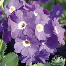 Attēlu rezultāti vaicājumam “Primula x margotae flower”