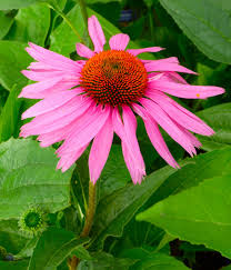 Image result for Echinacea Lustre hybrids