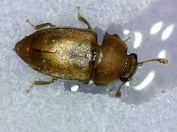 Attēlu rezultāti vaicājumam “Epuraea sp.”