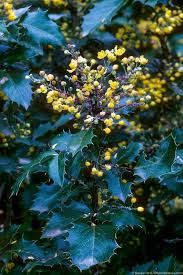 Attēlu rezultāti vaicājumam “Mahonia aquifolium”
