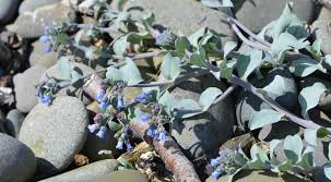 Attēlu rezultāti vaicājumam “Anthyllis maritima leaf”