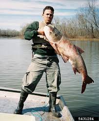 Image result for Hypophthalmichthys nobilis