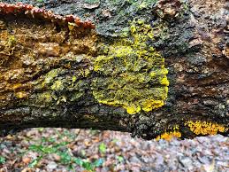 Attēlu rezultāti vaicājumam “Cribraria argillacea stalked”