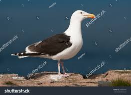 Attēlu rezultāti vaicājumam “Larus marinus”