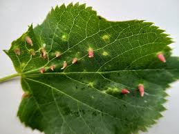 Attēlu rezultāti vaicājumam “Eriophyes tiliae”