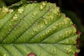 Attēlu rezultāti vaicājumam “Acalitus longisetosus”