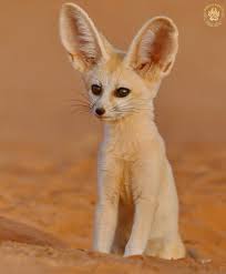 Attēlu rezultāti vaicājumam “Vulpes zerda”