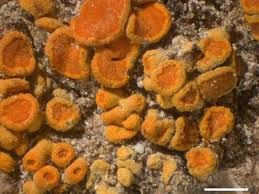 Attēlu rezultāti vaicājumam “Caloplaca saxicola”