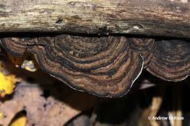 Attēlu rezultāti vaicājumam “Datronia mollis”