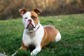 Image result for Bulldogs Power and strength
