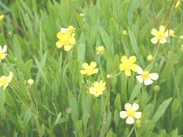 Attēlu rezultāti vaicājumam “Ranunculus flammula fruit”