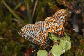 Attēlu rezultāti vaicājumam “Euphydrias aurinia upperside”
