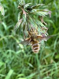 Attēlu rezultāti vaicājumam “Entomophthora”