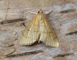 Attēlu rezultāti vaicājumam “Udea lutealis”