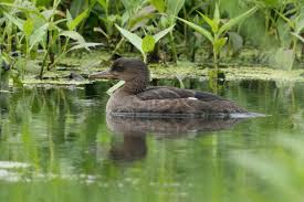 Attēlu rezultāti vaicājumam “Mergus merganser juvenile”