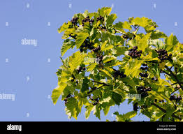 Attēlu rezultāti vaicājumam “Crataegus chlorosarca”