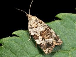 Attēlu rezultāti vaicājumam “Dichelia histrionana”