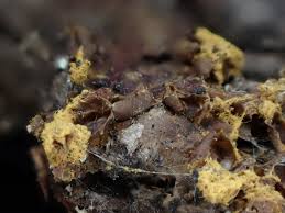 Attēlu rezultāti vaicājumam “Trichia contorta spores”