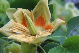 Attēlu rezultāti vaicājumam “Liriodendron tulipifera”