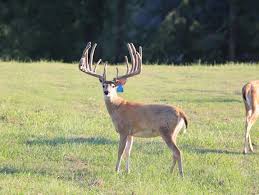 Image result for Big Bucks High Rollers