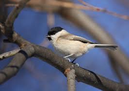 Attēlu rezultāti vaicājumam “Poecile palustris adult”