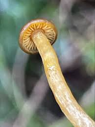 Attēlu rezultāti vaicājumam “Licea minima spores”