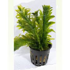 「水蘊草」的圖片搜尋結果