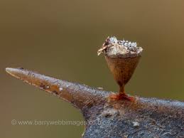 Attēlu rezultāti vaicājumam “Craterium minutum young”