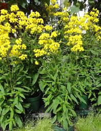 Image result for Calceolaria integrifolia