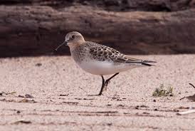 Image result for Calidris bairdii