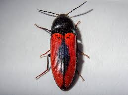 Attēlu rezultāti vaicājumam “Ampedus sanguinolentus”