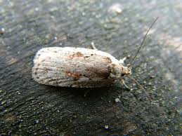 Attēlu rezultāti vaicājumam “Agonopterix ocellana”