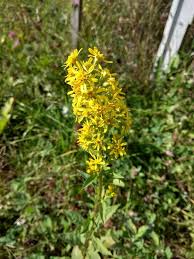 Attēlu rezultāti vaicājumam “Solidago virgaurea”