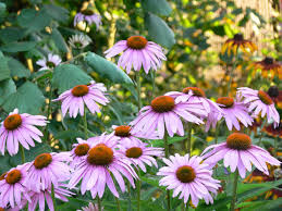 Image result for Echinacea angustifolia