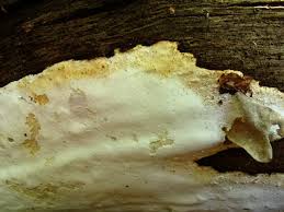 Attēlu rezultāti vaicājumam “Perenniporia medulla-panis”