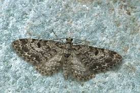 Attēlu rezultāti vaicājumam “Eupithecia tantillaria”