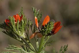 Image result for Adonis aestivalis