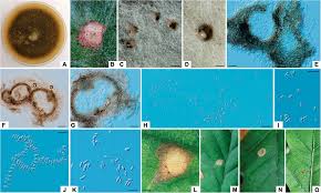 Attēlu rezultāti vaicājumam “Diderma montanum spores”