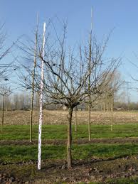 Attēlu rezultāti vaicājumam “Cydonia oblonga”