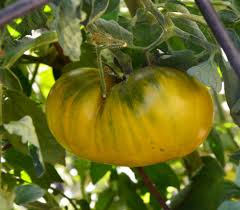 Afbeeldingsresultaat voor northern lights tomato