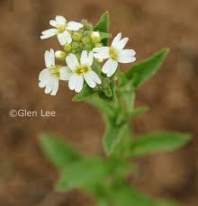 Attēlu rezultāti vaicājumam “Berteroa incana leaf”