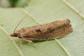 Attēlu rezultāti vaicājumam “Epinotia sordidana”