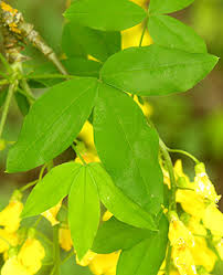 Attēlu rezultāti vaicājumam “Laburnum alpinum leaf”